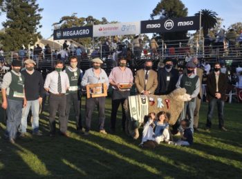 San Gerardo obtuvo primer premio de Corriedale en Expo Prado 2020