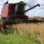 La producción de colza tuvo un aumento interanual del 243 % (12.445 t), ubicándose en 17.575 toneladas (t).