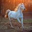 Casos confirmados de encefalitis equina
