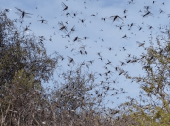 Plaga de langostas impresiona en Córdoba