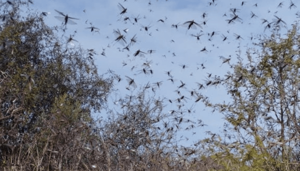 Plaga de langostas impresiona en Córdoba