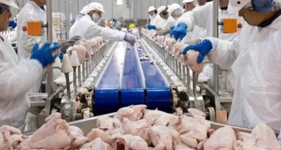 Brasil alcanzó en 2024 el récord exportador en carne de pollo