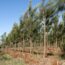 Plantaciones Forestales en Argentina aumentaron