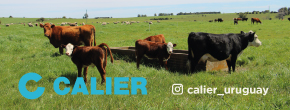 Calier