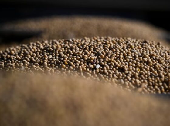 Aumenta la generación de divisas del sector agroindustrial argentino