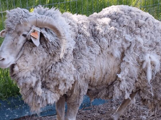 Sarna ovina en Argentina